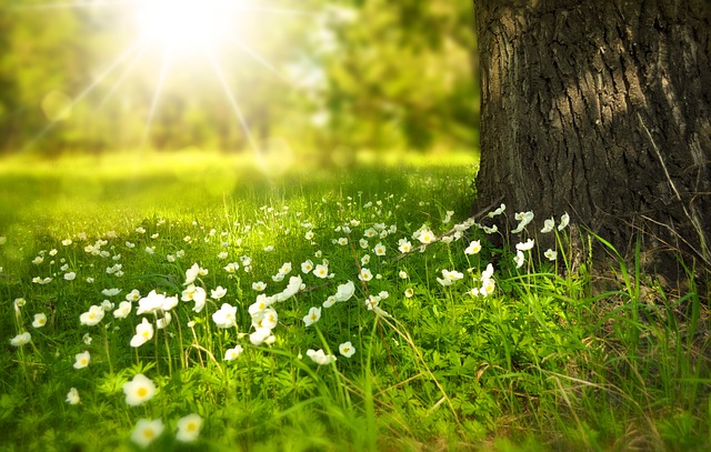 where to enjoy a festival picnic